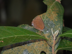 Arhopala epimuta
