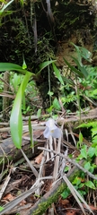 Orchidioides