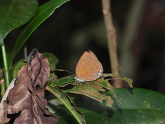 Arhopala epimuta