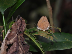 Arhopala epimuta
