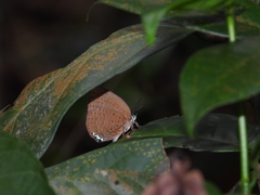 Arhopala epimuta
