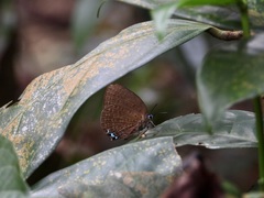 Arhopala epimuta
