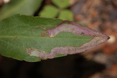 Phytomyza solidaginophaga