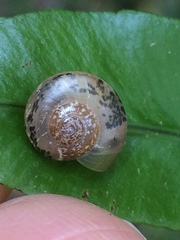 Kerkophorus piperatus