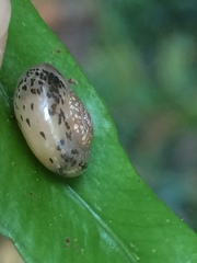 Kerkophorus piperatus