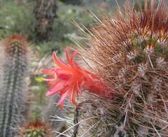 Borzicactus