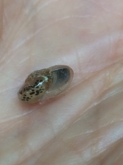 Kerkophorus piperatus