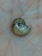 Kerkophorus piperatus