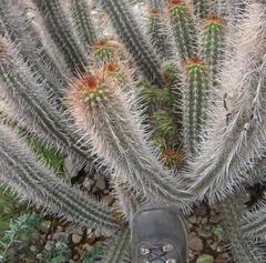 Borzicactus