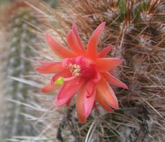 Borzicactus