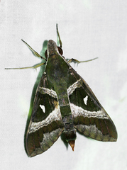 Nephele argentifera