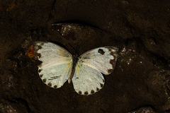 Nepheronia thalassina