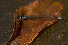 Pseudagrion commoniae