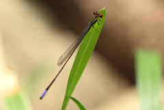 Pseudagrion hageni
