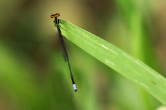 Pseudagrion hageni