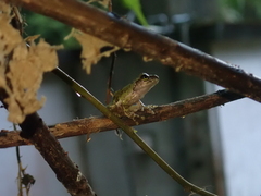 Kurixalus berylliniris