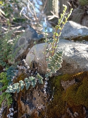 Cheilanthes hypoleuca