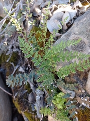 Cheilanthes hypoleuca