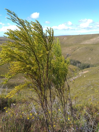 Image of Thesium foliosum by (c) kevin koen, some rights reserved (CC BY-SA)