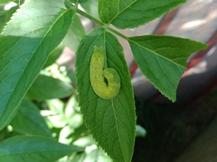 Euplexia