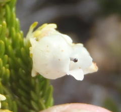 Erica glomiflora glomiflora