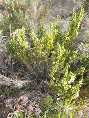 Erica glomiflora glomiflora