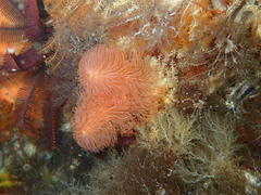 Protula bispiralis