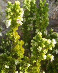 Erica glomiflora glomiflora