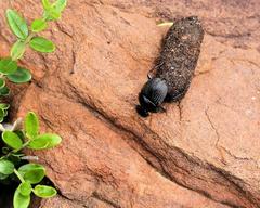 Scarabaeus schulzeae