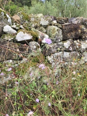 Mantisalca salmantica