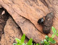 Scarabaeus schulzeae