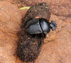 Scarabaeus schulzeae