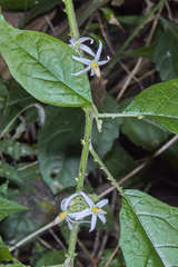 Solanum volubile
