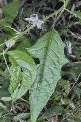 Solanum volubile