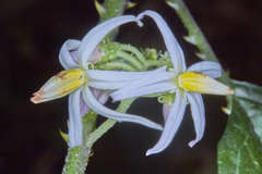 Solanum volubile
