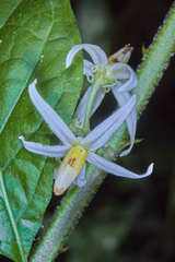 Solanum volubile