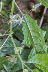 Solanum volubile