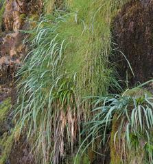 Gladiolus cardinalis