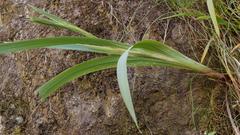 Gladiolus cardinalis