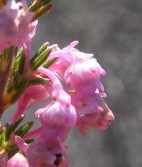 Erica selaginifolia