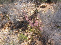 Erica selaginifolia