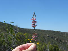 Erica selaginifolia