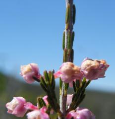 Erica selaginifolia