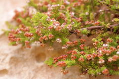 Erica saxicola