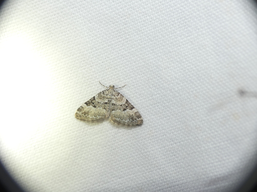 Heath Rivulet