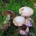 Cortinarius Sect. Tragani - Photo (c) Juha Tuomola, some rights reserved (CC BY-NC), uploaded by Juha Tuomola