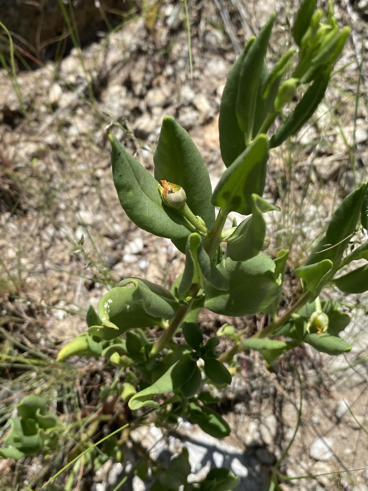 Talinum cuneifolium (Vahl) Willd.