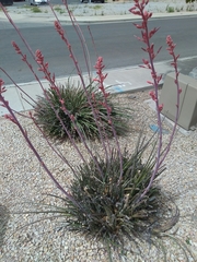 Hesperaloe parviflora