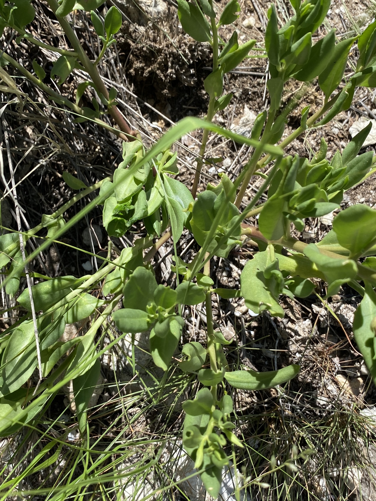 Talinum cuneifolium (Vahl) Willd. 2