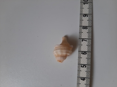 Chicoreus